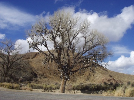 Shoe tree on Highway 50 in Nevada